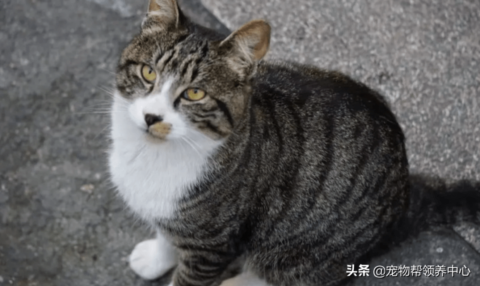 养猫的老总_养猫男生头像(2)