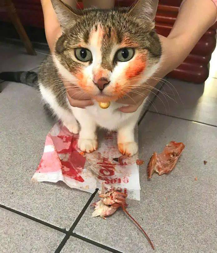 广东猫偷吃辣椒的下场 又想笑又心疼 猫猫