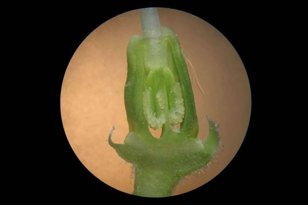 子房纵,横切面简单地说,华顶杜鹃花期比映山红早,花朵更大气,色彩淡雅