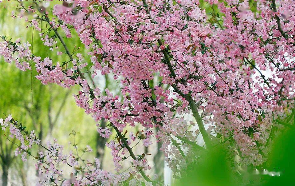 海棠花开艳春日景色美