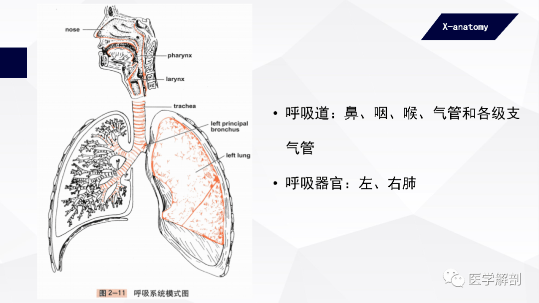 人体解剖学 呼吸器 鼻 医学