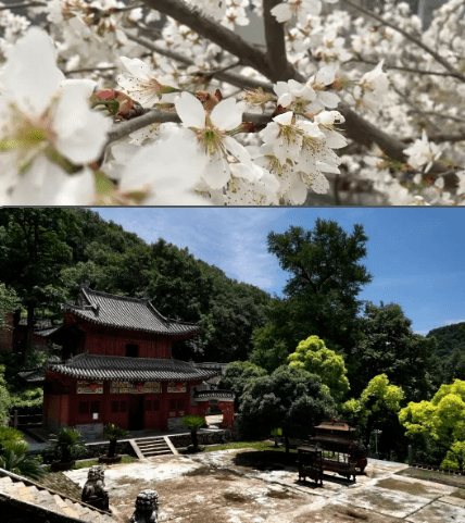 ⑦宜城莺河油菜花 莺河美丽乡村;⑧古隆中郁金香 唐城 习家池 鹿门山