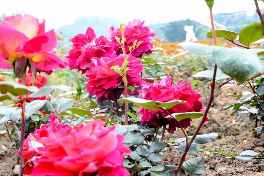 乐山这个200多亩玫瑰花海即将盛放!城区出发30分钟飚拢!_玫瑰庄园
