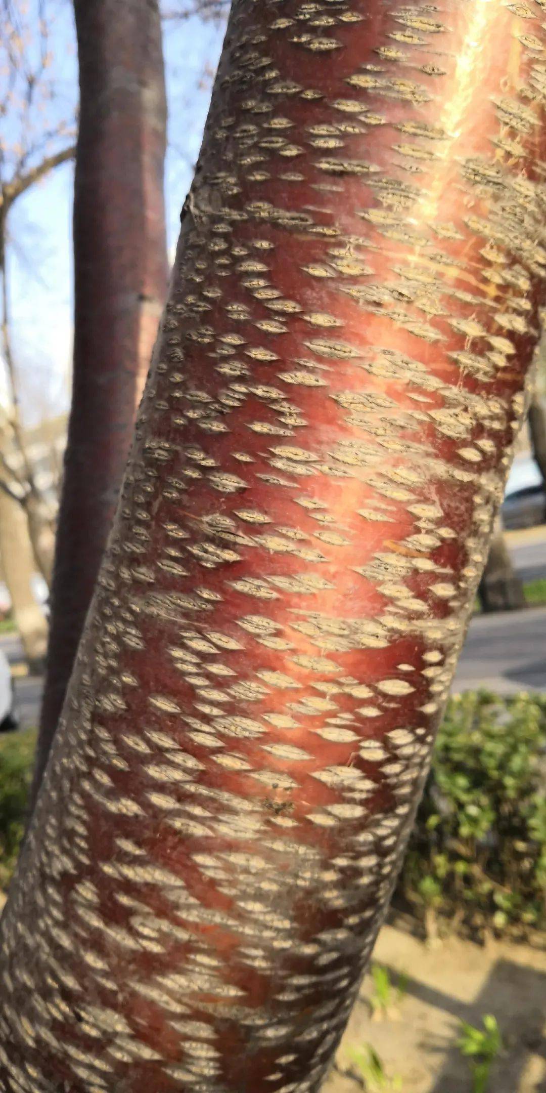 山桃树皮暗紫红色,有光泽,横生皮孔明显.