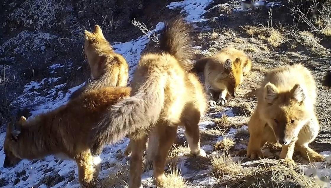 濒危豺群再现祁连山红外相机拍下罕见画面