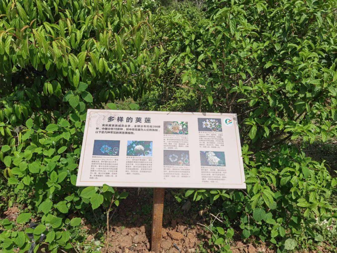 绿道科普|春花初歇,荚蒾正盛!_琼花