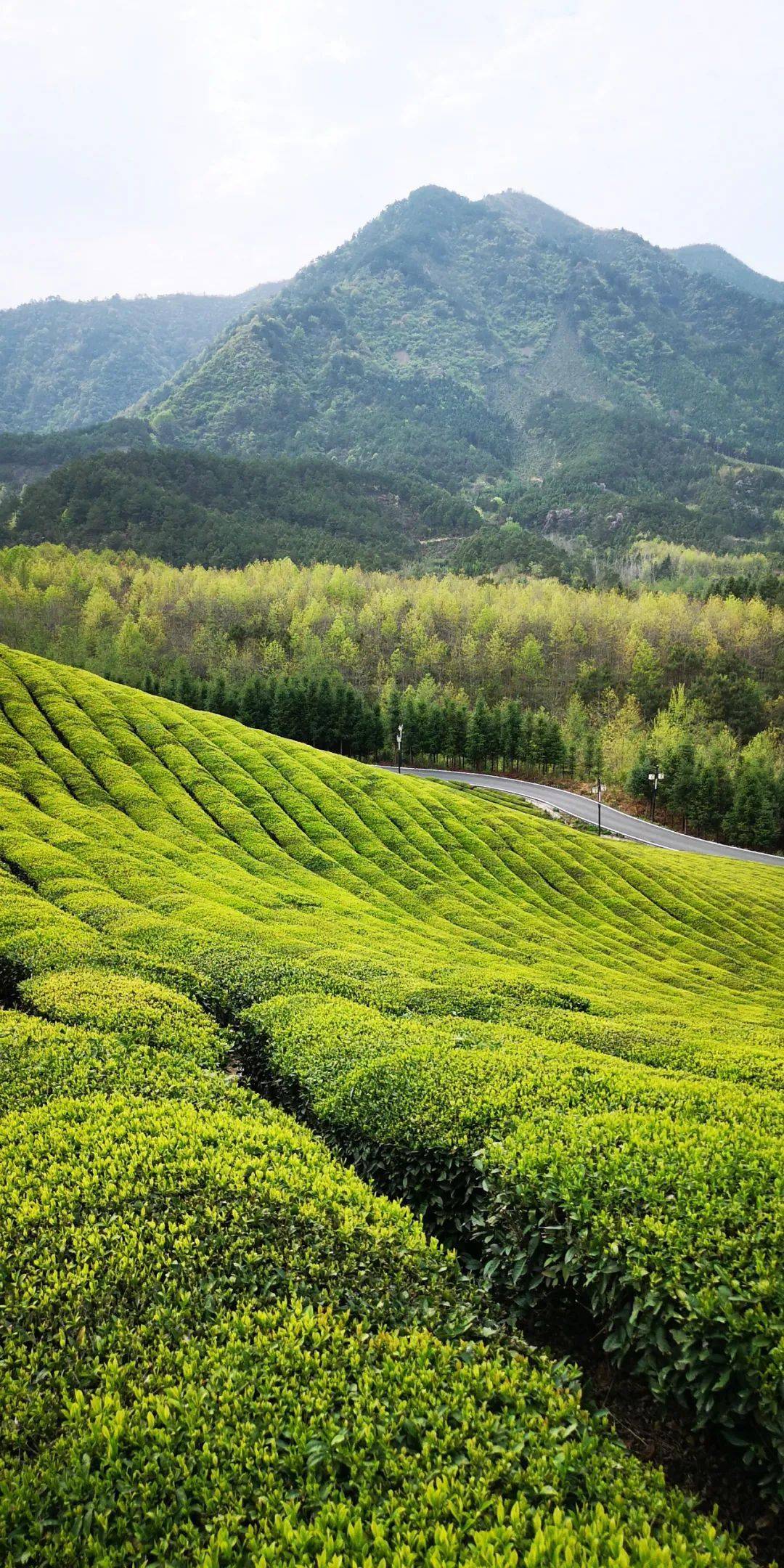 美景欣赏高山云雾茶中仙仿若空中的路西茶园