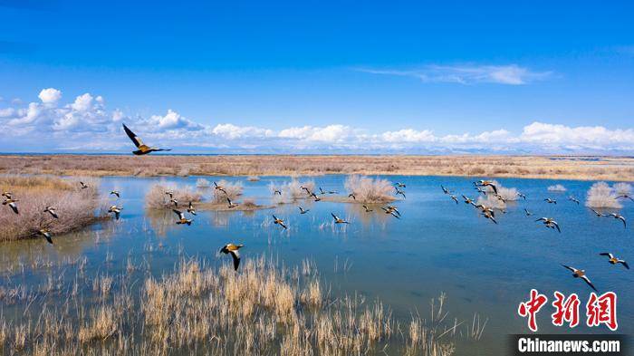 新疆博斯腾湖成鸟类“天然乐园”