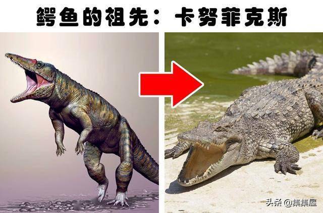 鳄鱼的祖先是什么图片