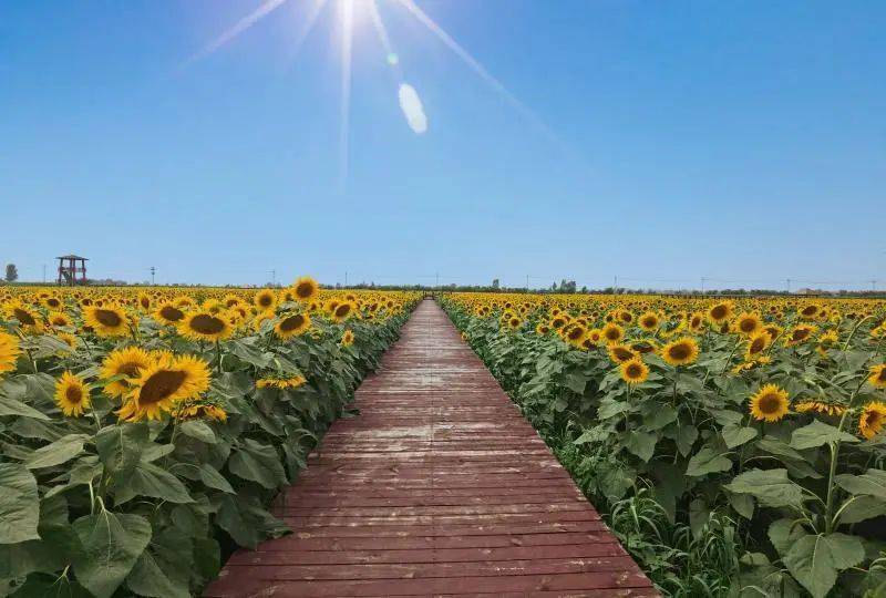 好消息衡水市安平县杨屯万亩花海景区获评国家aaa级旅游景区