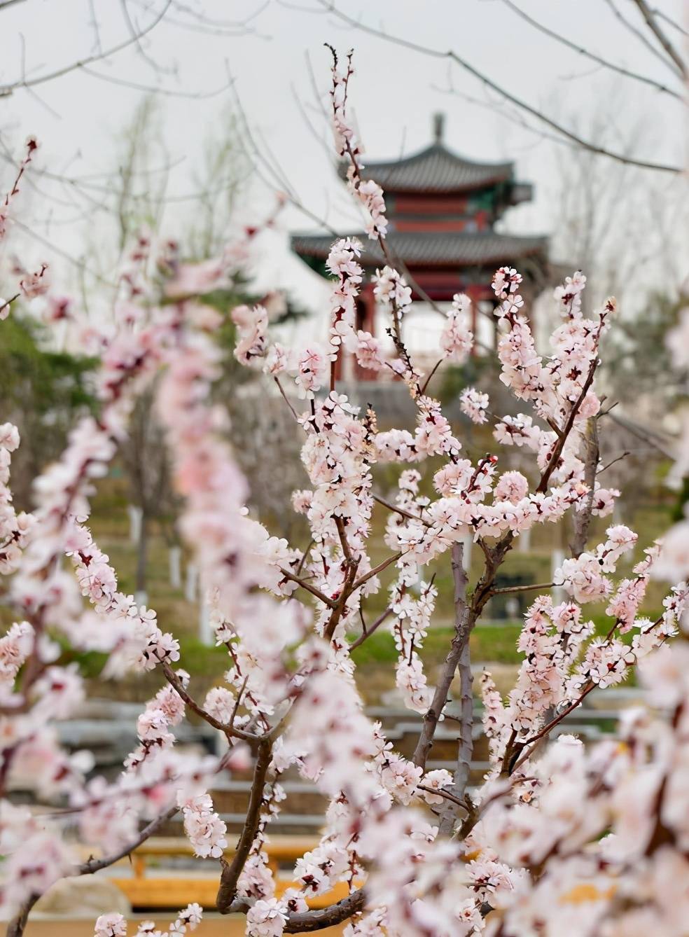 通州绿心公园樱花图片