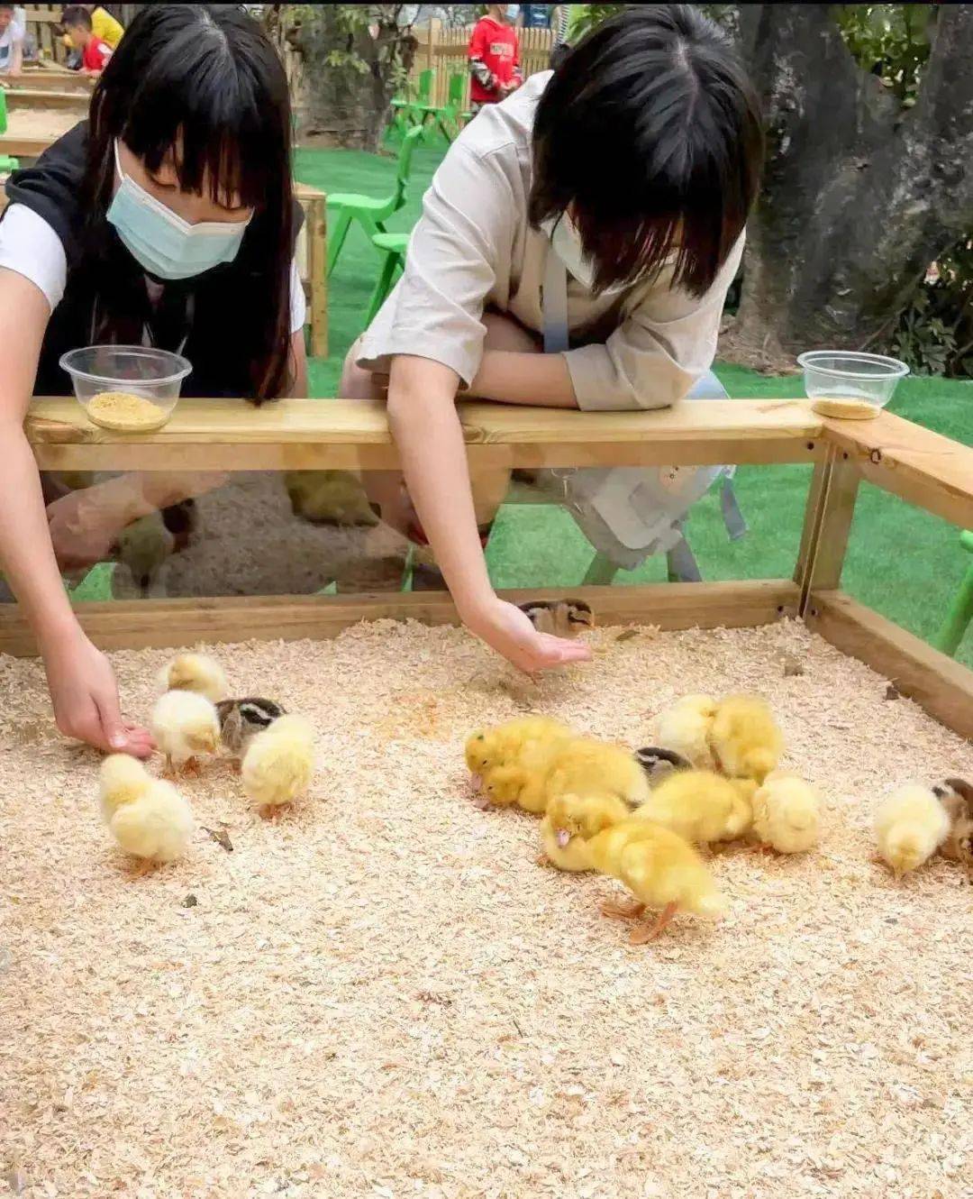肉乎乎的小兔子毛茸茸的小鸡仔超萌宠物俘获你的心04让你近距离观察