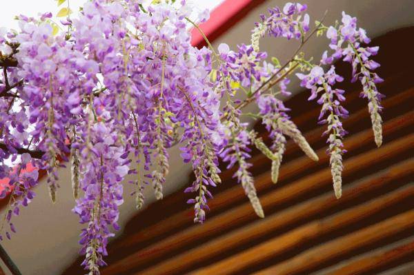 【提示】嘉定紫藤公园4月5日起预约入园，本月中旬将迎盛花期
