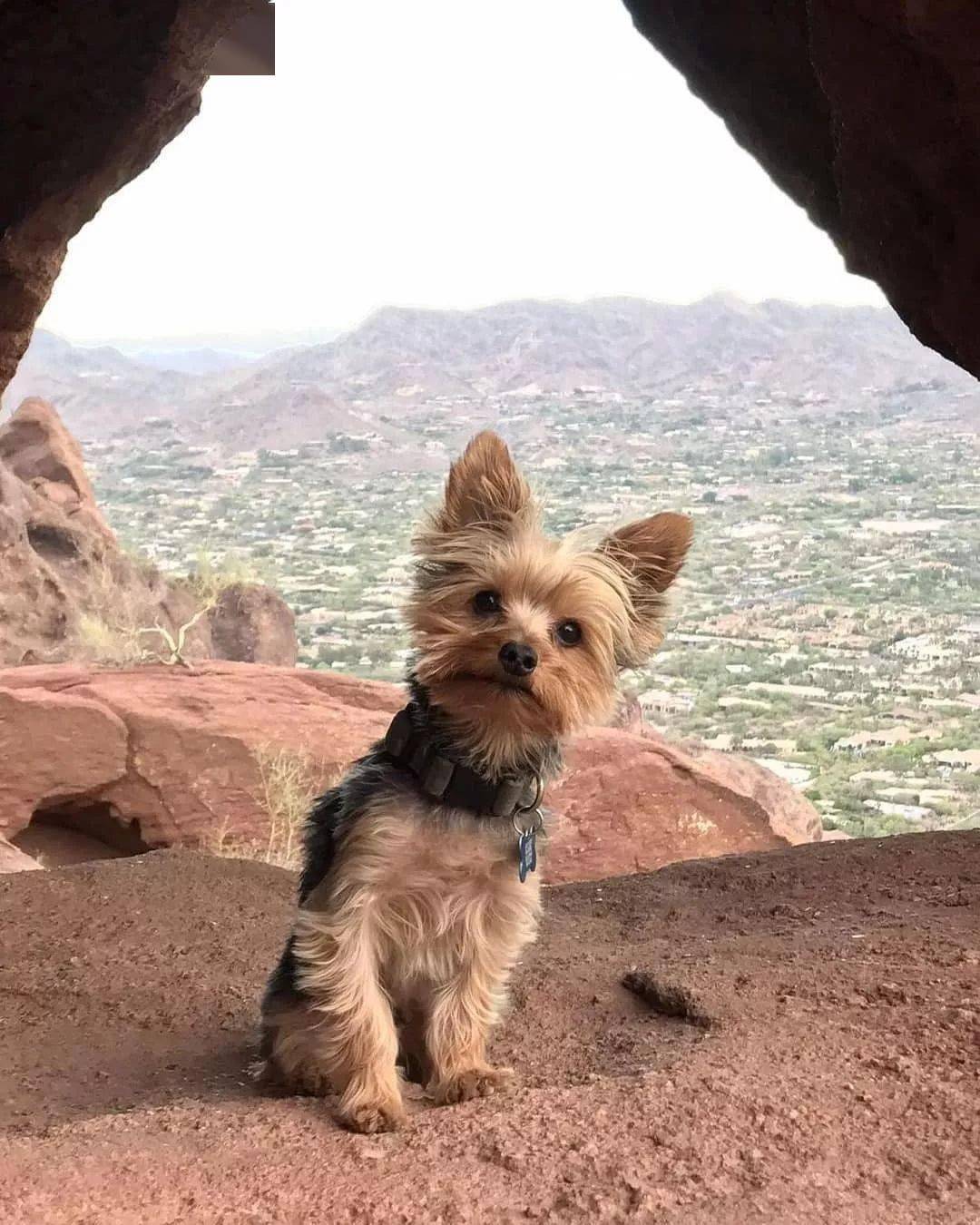 百科约克夏犬英国的捕鼠小公主