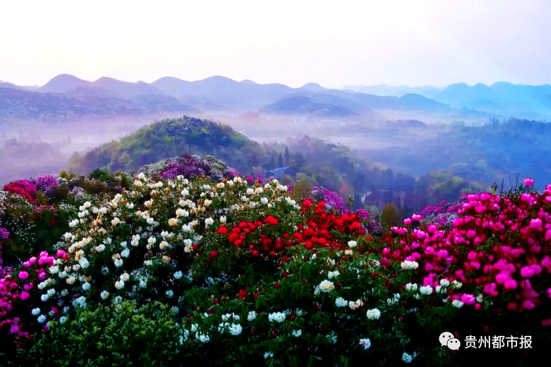 预约限流4万人贵州百里杜鹃景区发布清明假期游览重要提醒