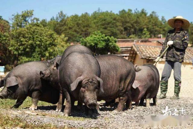 藏花土猪:混搭出鲜,佛山之味|佛味鲜生70_梅花土