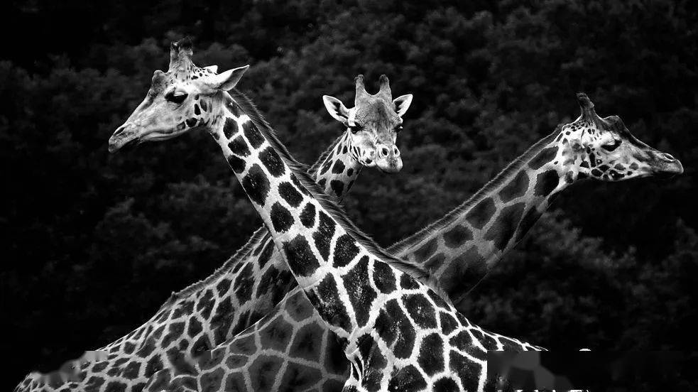 令人叹为观止的黑白动物摄影