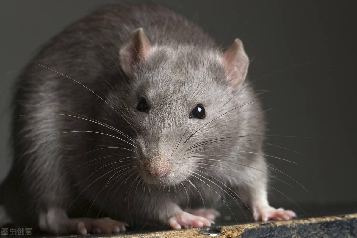 老鼠有多少年寿命 e5e2bfeb113244288e5de825f51dcadc.jpeg