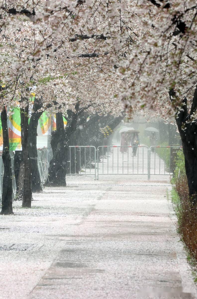 韩国春雨过后落樱缤纷唯美宛如童话世界