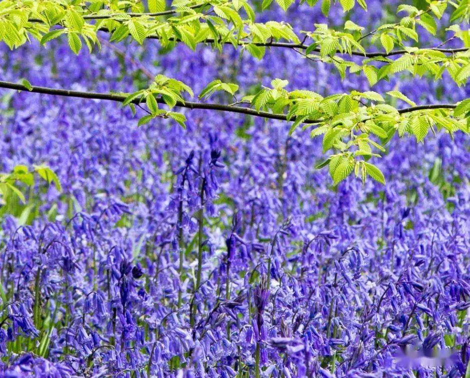 4月来了 英国这些蓝铃花森林不可错过 赶紧收藏 公园