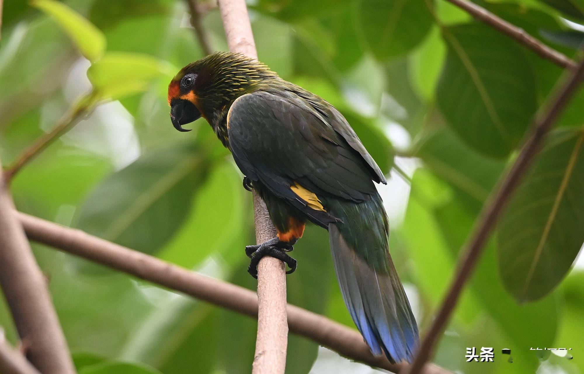 榕树上的褐色吸蜜鹦鹉