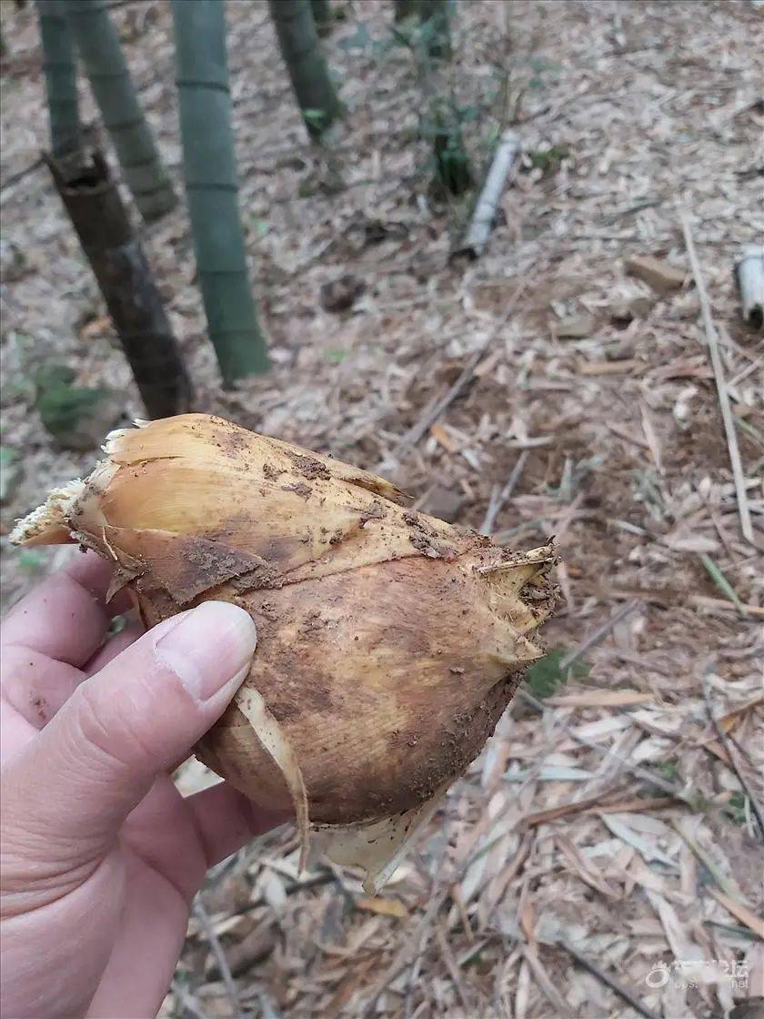 尝鲜挖笋好时节,宁波男子网晒一颗有故事的笋~_竹笋