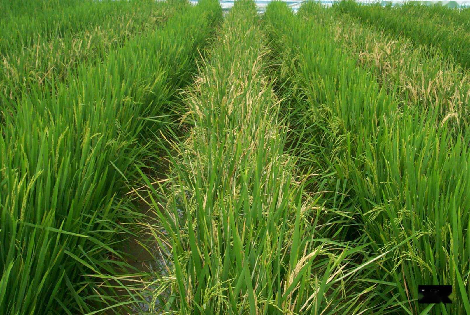 托市小麦拍卖价 191b1ce4fa17462cb70fda2d2ce6d9d3.jpeg