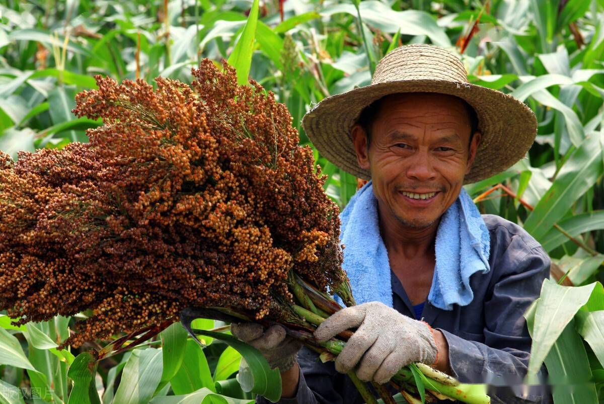 国际市场高粱玉米小麦全部大涨价会拉动我国粮价上涨吗