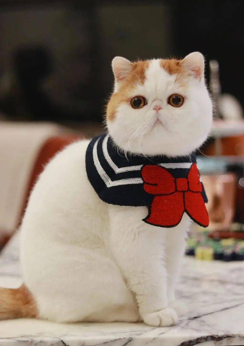 吸一波高颜值的加菲猫_微博