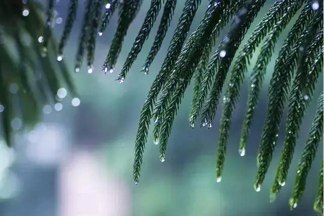 看圖學拍春雨綿綿如何才能拍出雨中美景