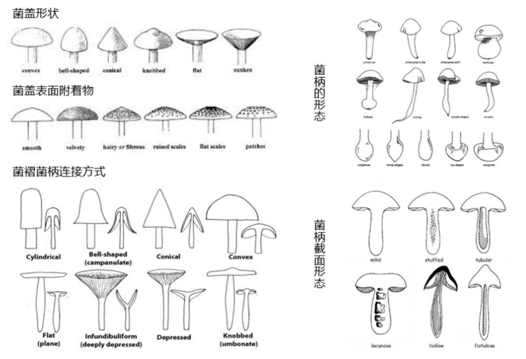 平菇形态结构简图图片