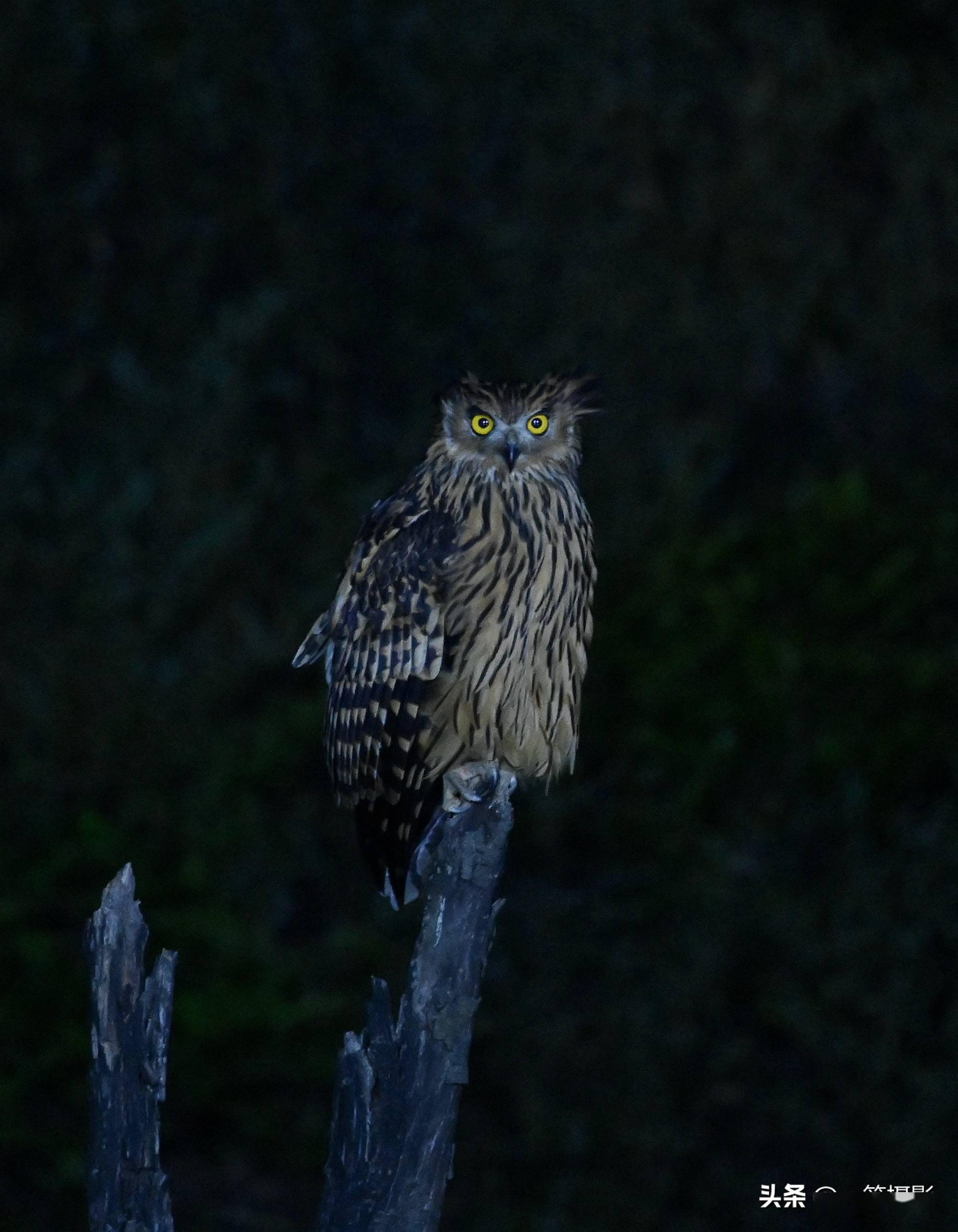 黄腿渔鸮黑夜坚守而得的仅有的几张照片