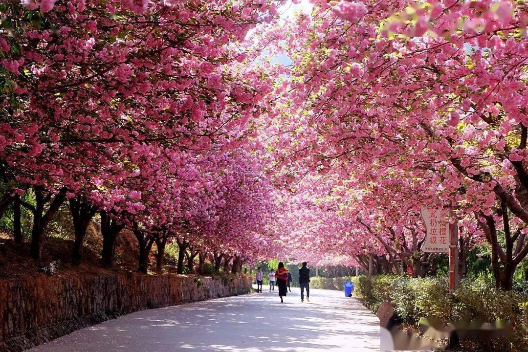 行摄云南昭通鱼洞水库春日融融樱花盛放