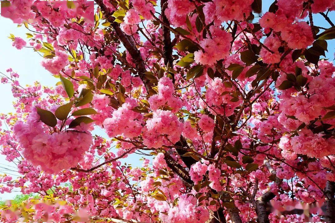 【行摄云南】昭通鱼洞水库:春日融融,樱花盛放