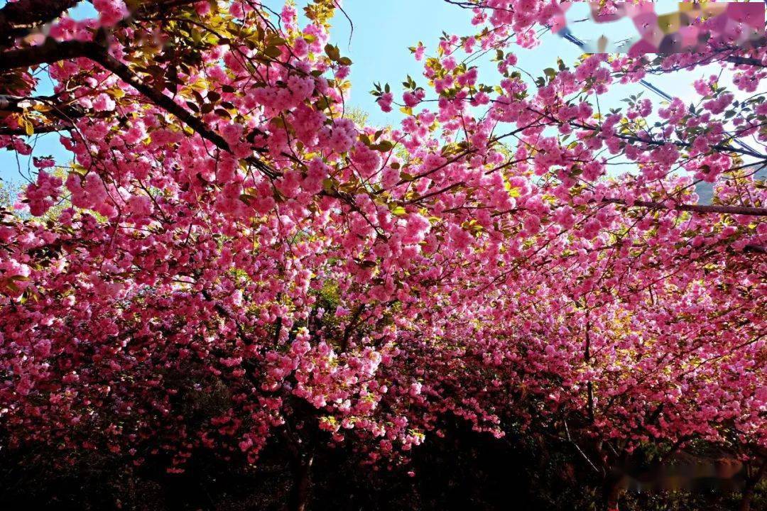 行摄云南昭通鱼洞水库春日融融樱花盛放