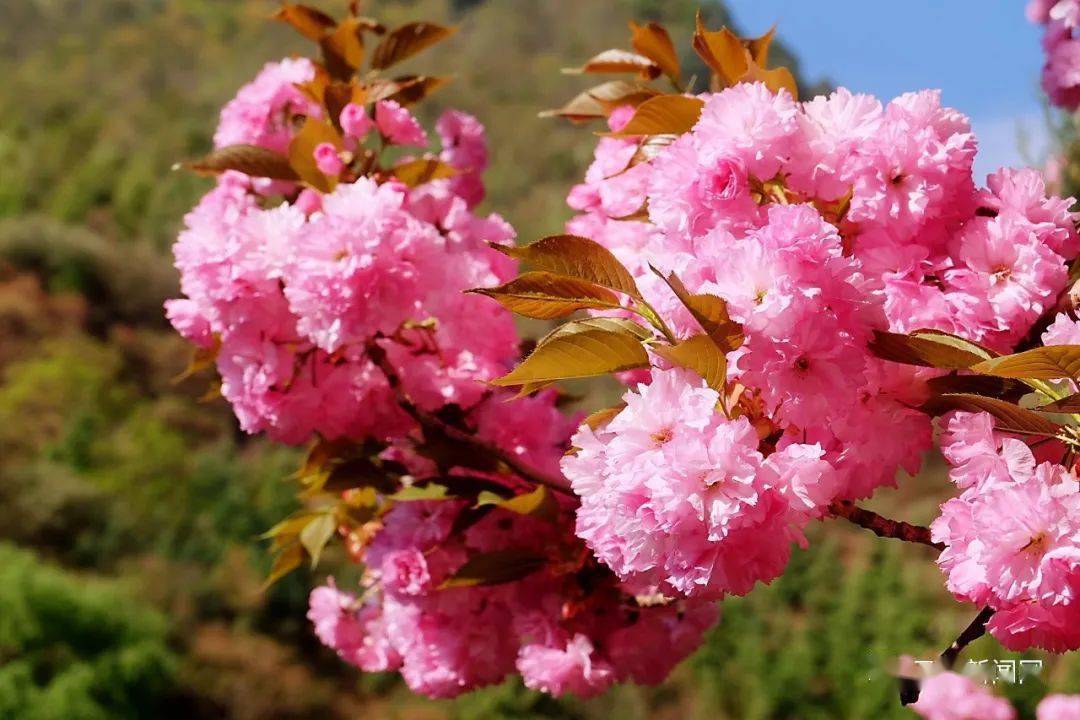 【行摄云南】昭通鱼洞水库:春日融融,樱花盛放