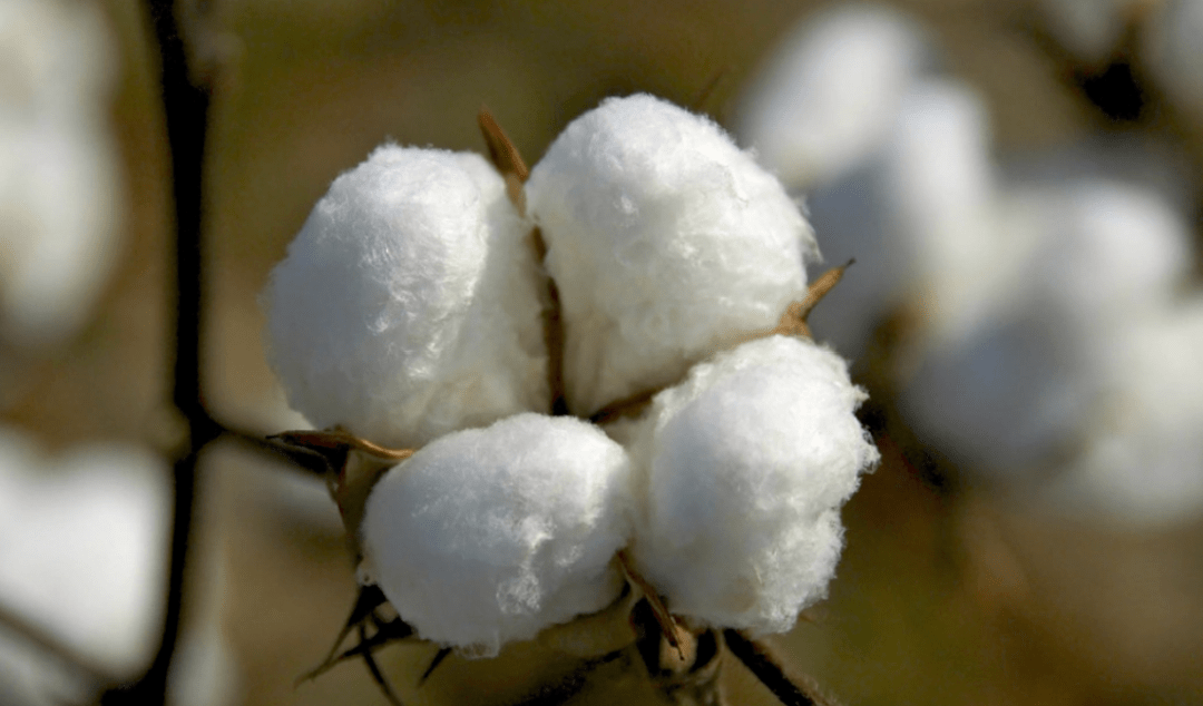 热议丨新疆棉花极简史