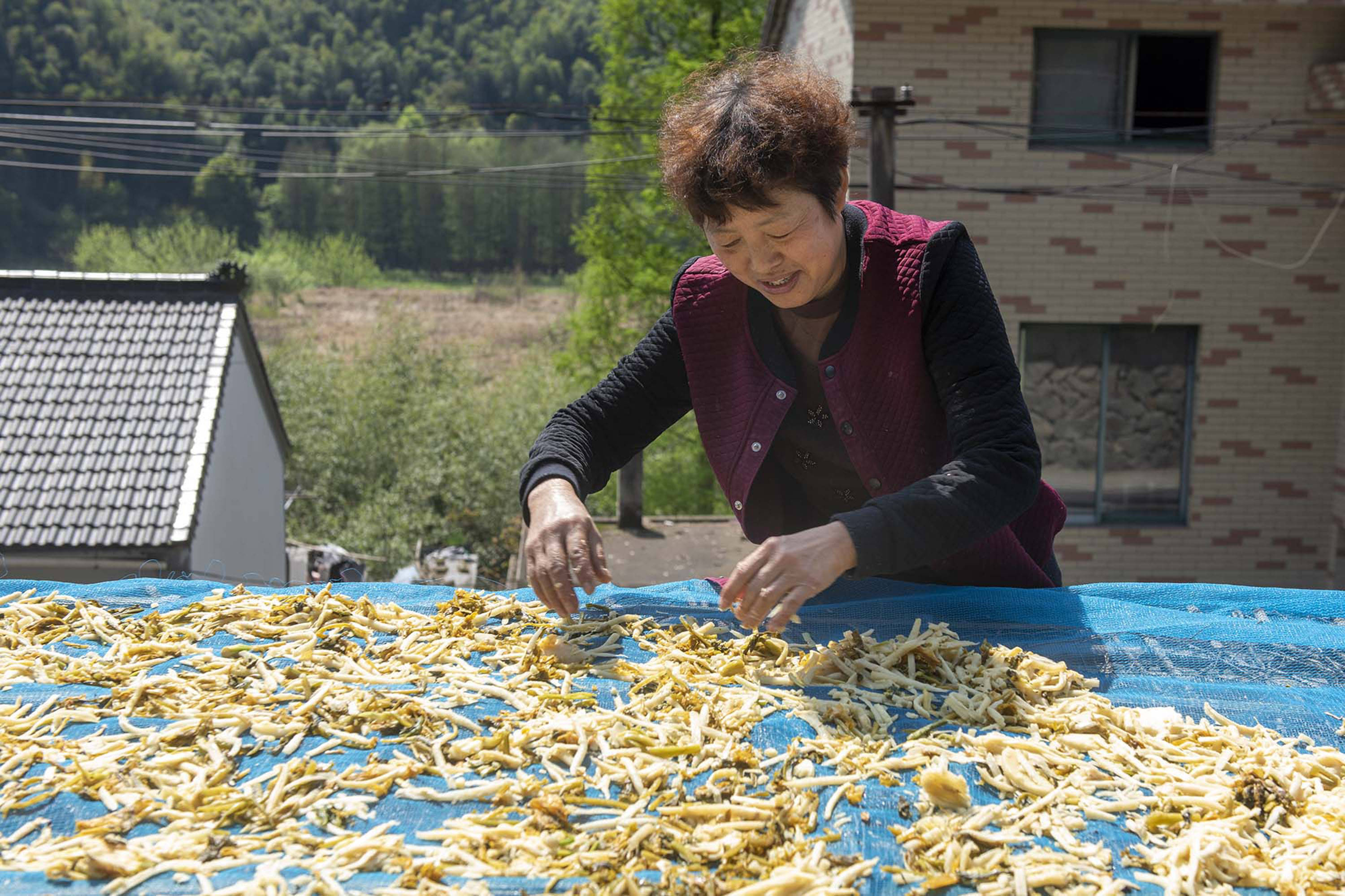 浙江宁波:春笋破土 村民忙晒笋干