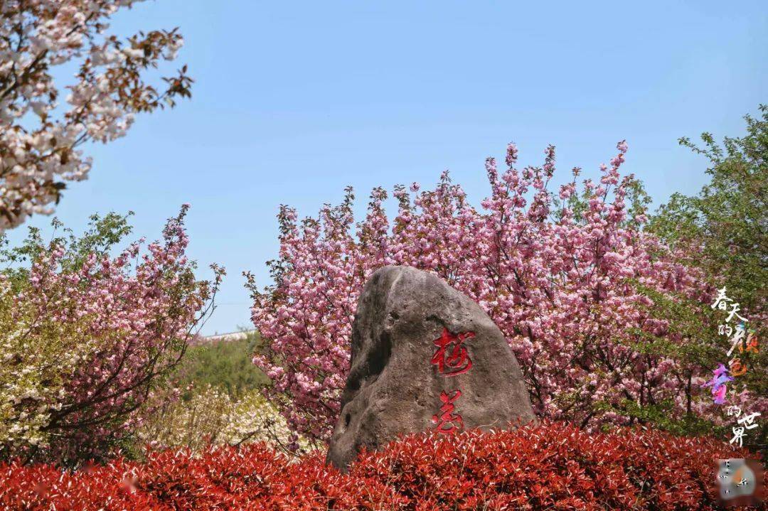 四明山杖锡樱花基地图片