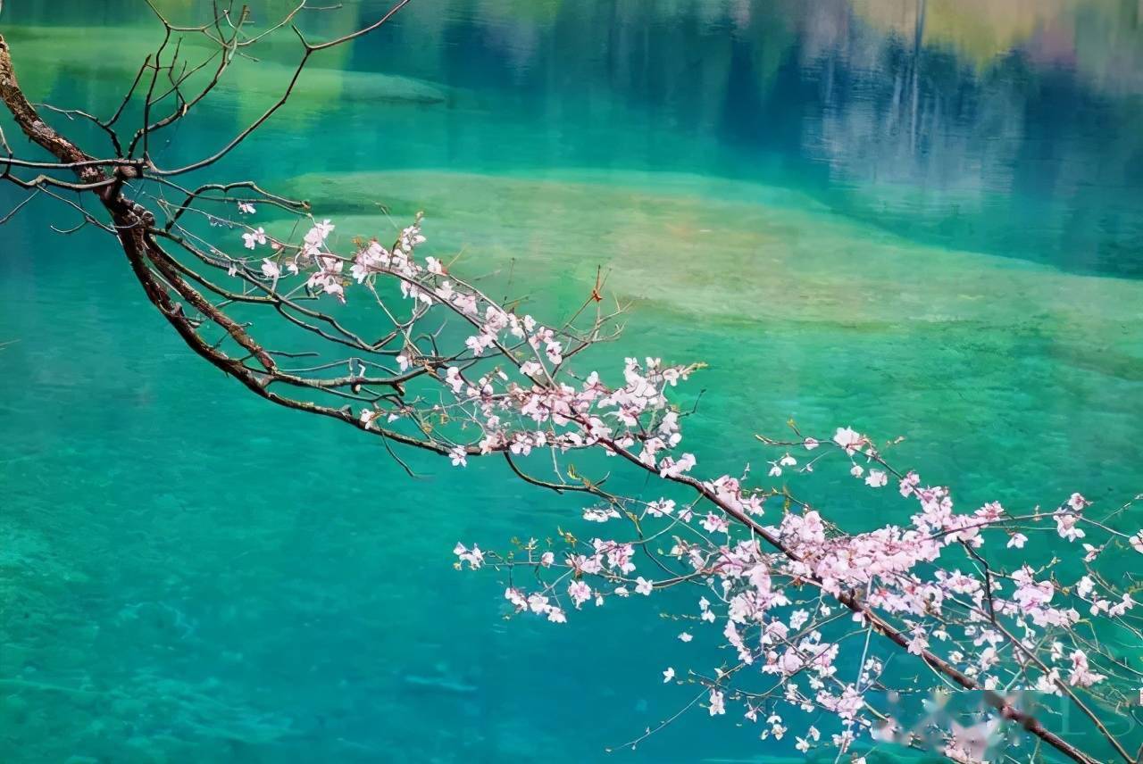 四月九寨冬雪初融春水初生桃花正艳