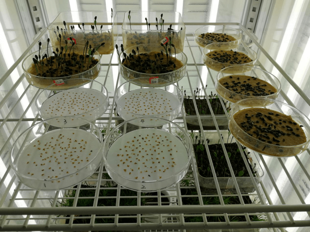 发芽前需要对种子进行浸泡,消毒等预处理,同时对发芽盒,培养皿,发芽床