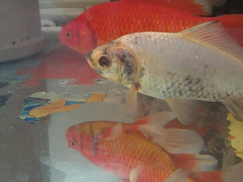 锦鲤身上长了黑斑这几种可能情况需要了解