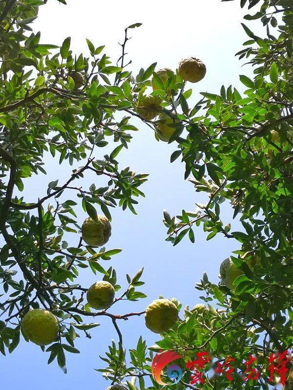 富民枳绝后重生