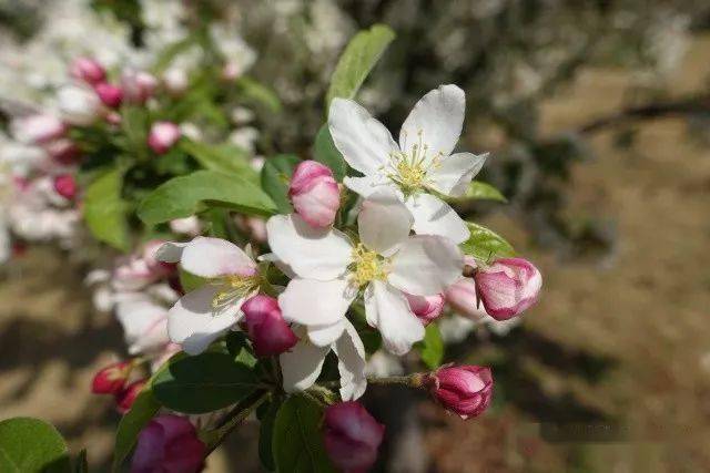 【饴糖】海棠malus sugar tyme43. 【亚当】海棠malus adams44.