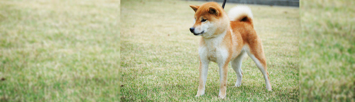 日本杂学 柴犬为什么叫 柴 犬 进行