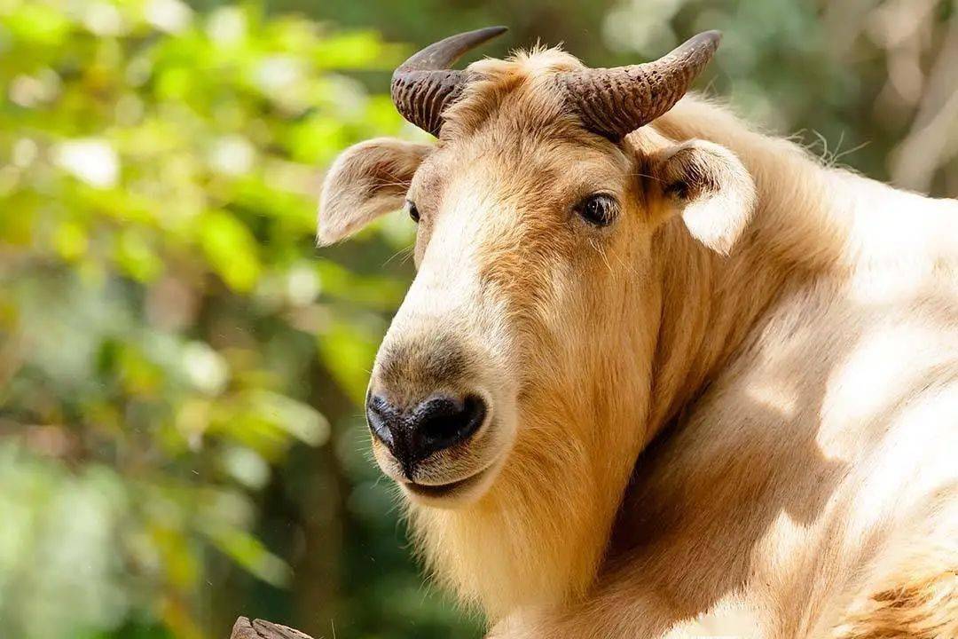 送门票国际珍稀动物保护日来长隆和国宝一起快乐出发