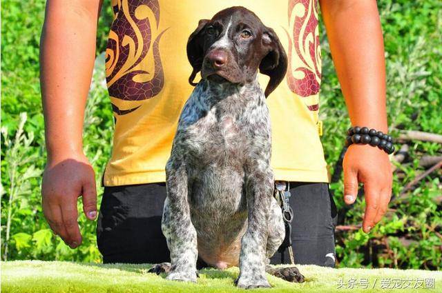 世界名犬猎鸟犬中最古老的犬种波音达猎犬