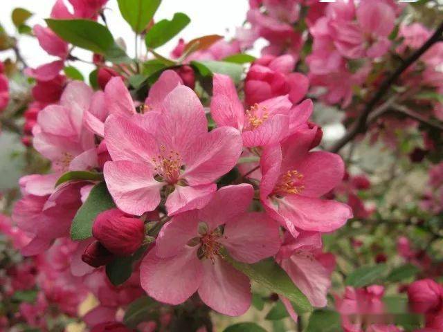 【饴糖】海棠malus sugar tyme43. 【亚当】海棠malus adams44.