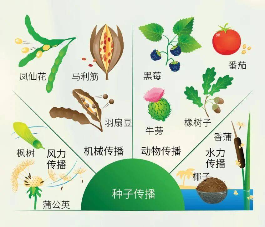 种子传播方式图片大全图片