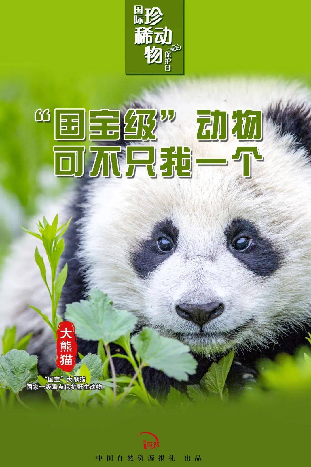 国际珍稀动物保护日丨让我们一起保护珍稀动物